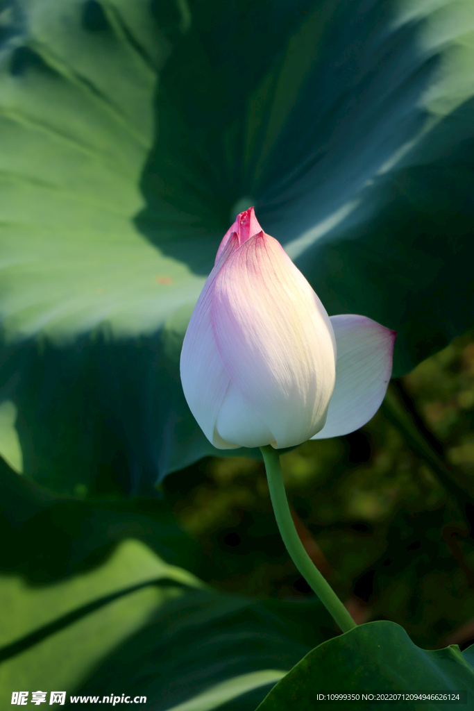 荷花花苞