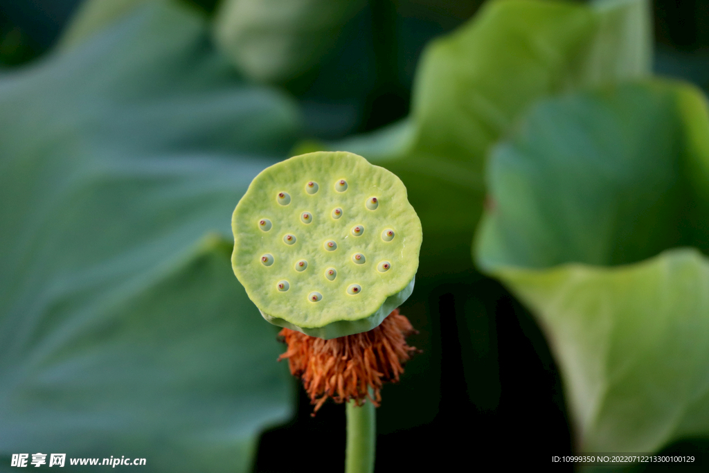 莲蓬莲子