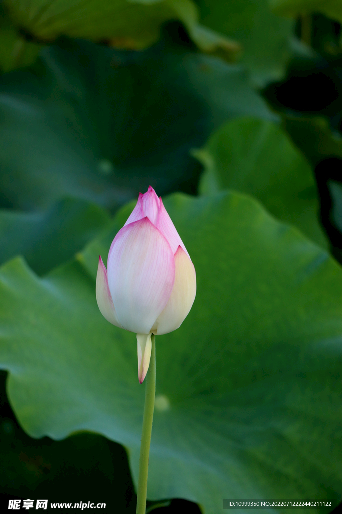荷花花苞
