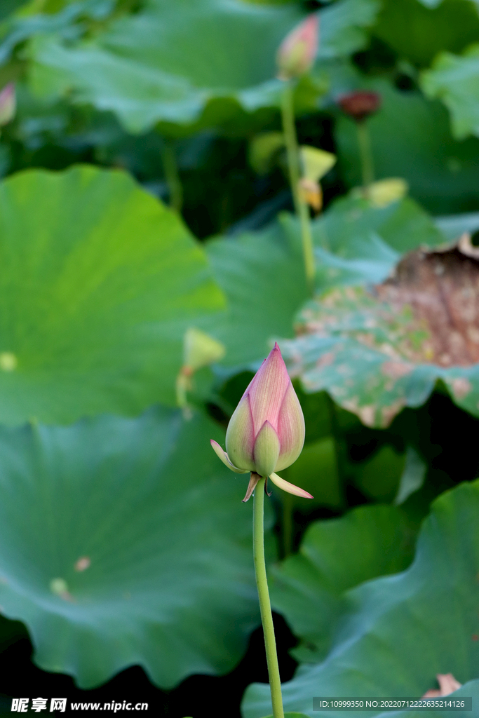 荷花花苞