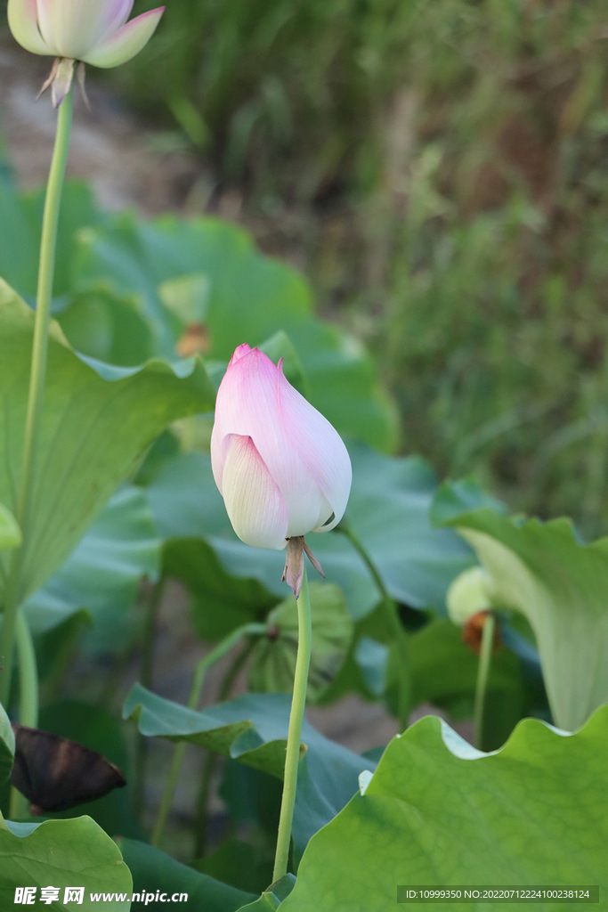 荷花花苞