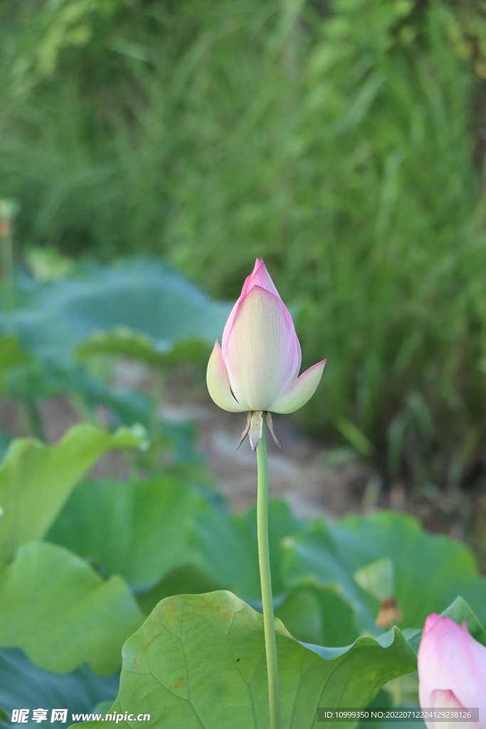 荷花花苞