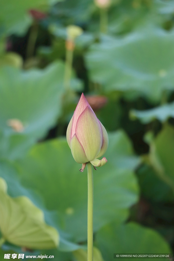 荷花花苞