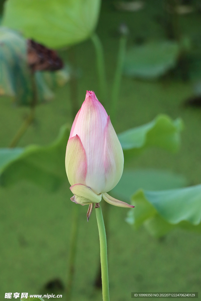 荷花花苞