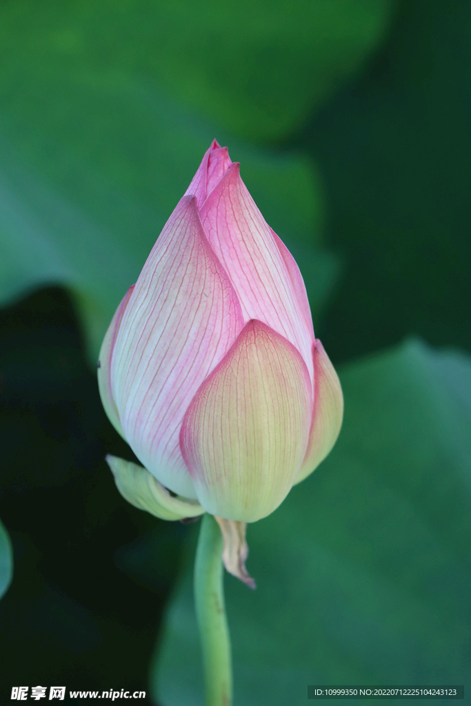 荷花花苞