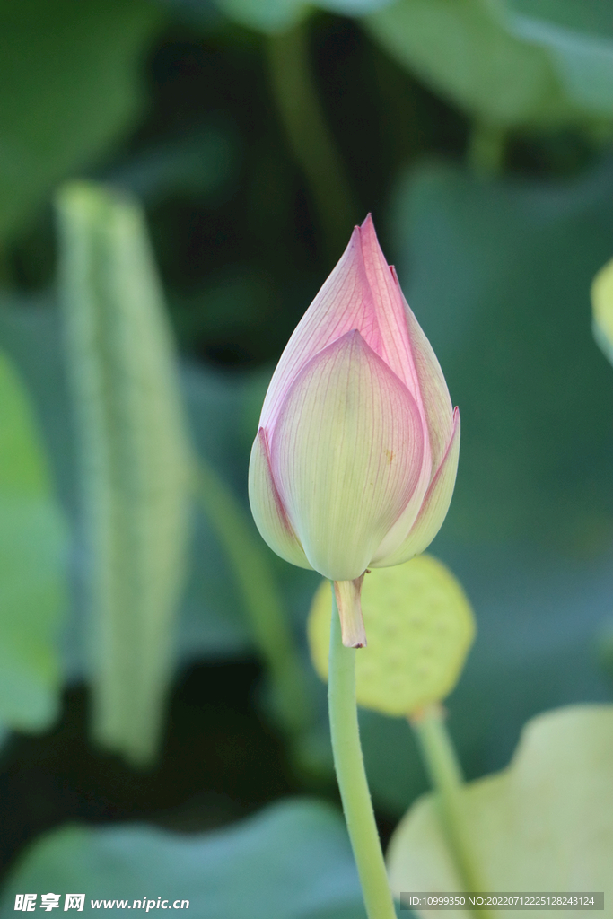 荷花花苞