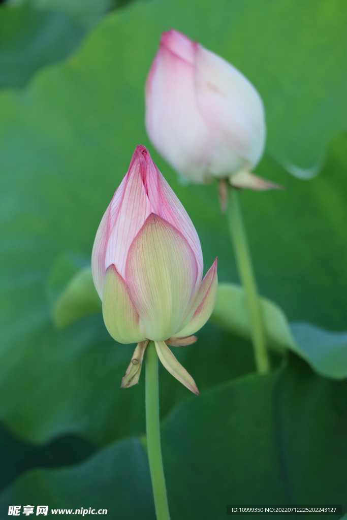 荷花花苞