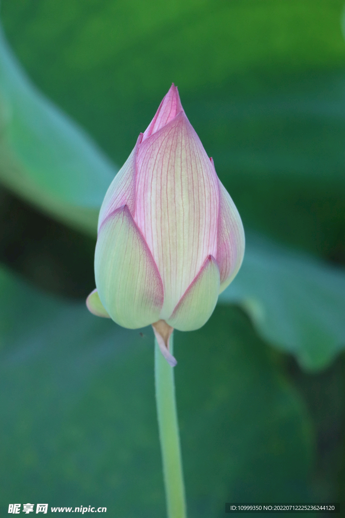 荷花花苞