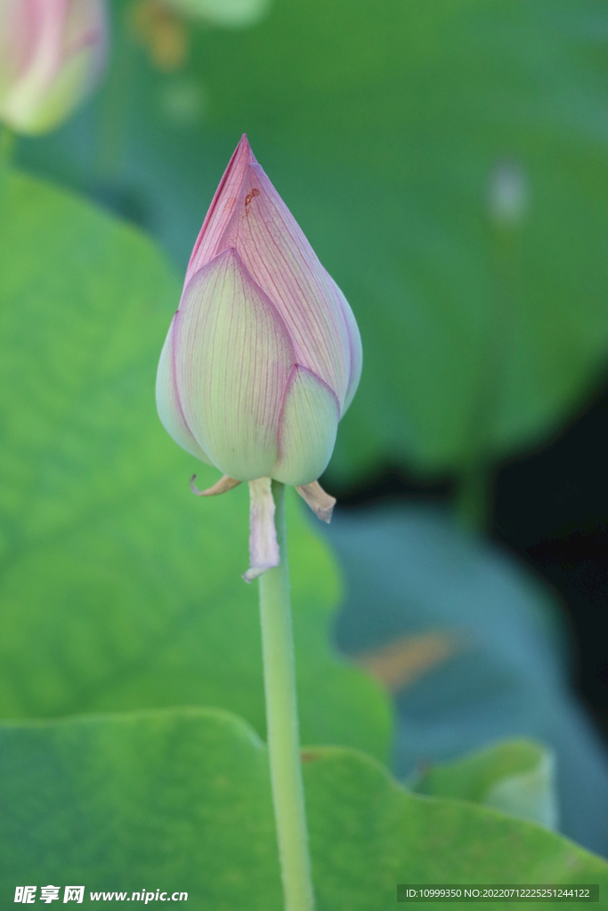 荷花花苞