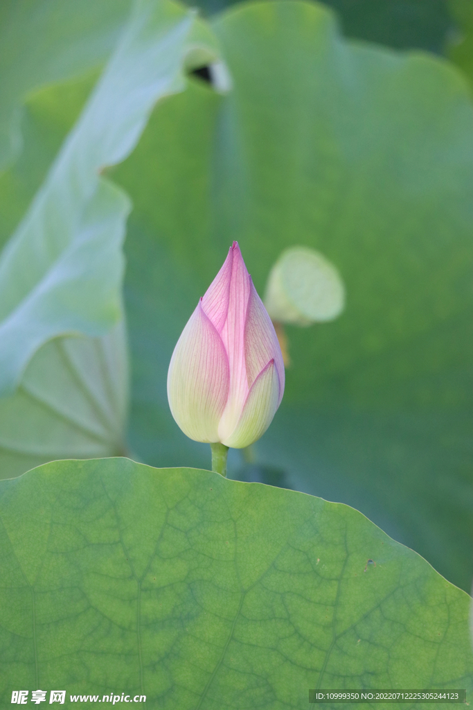 荷花花苞
