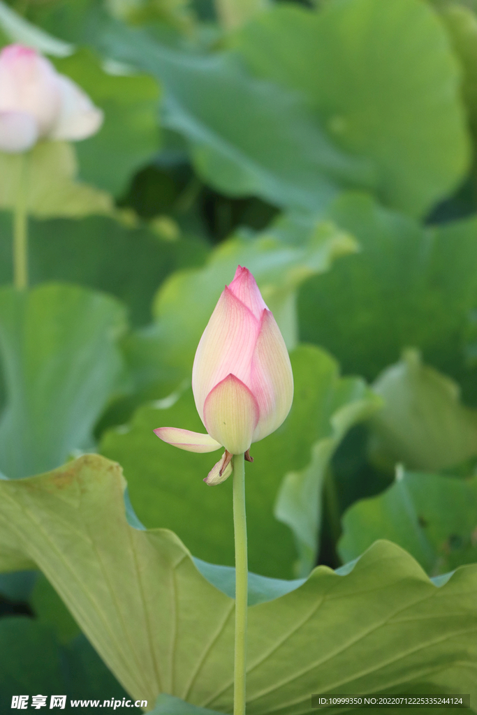 荷花花苞