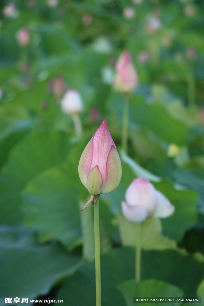 荷花花苞