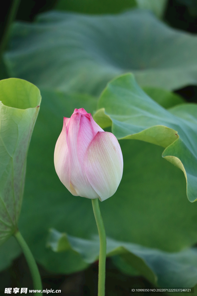 荷花花苞
