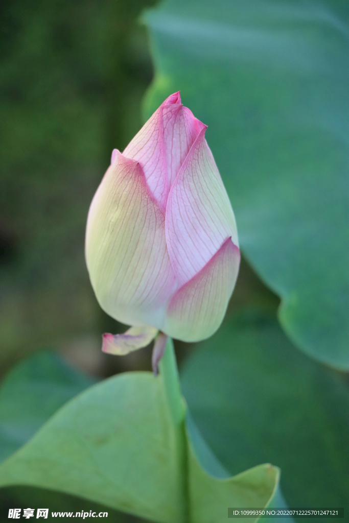 荷花花苞