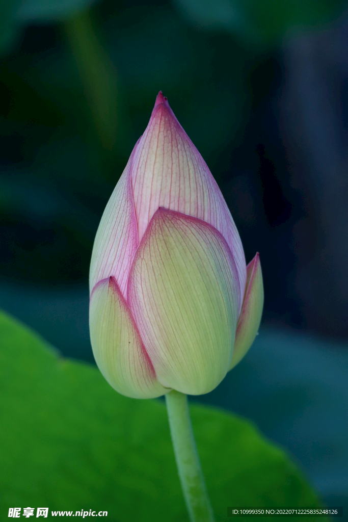 荷花花苞