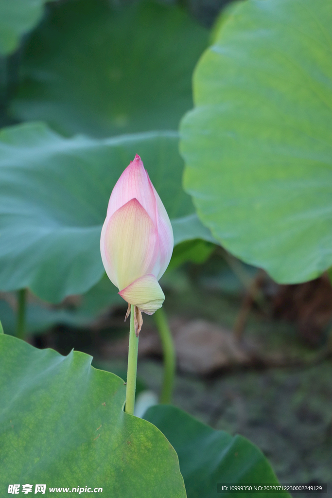 荷花花苞