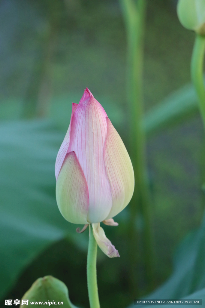 荷花花苞
