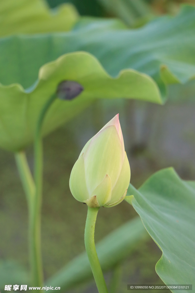 荷花花苞