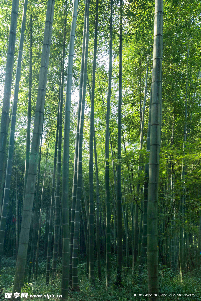 户外竹林树木