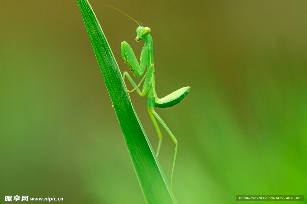 绿色螳螂摄影图片
