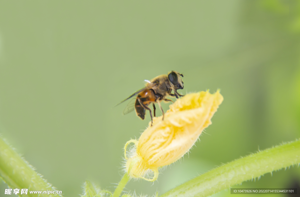 花朵上的小蜜蜂