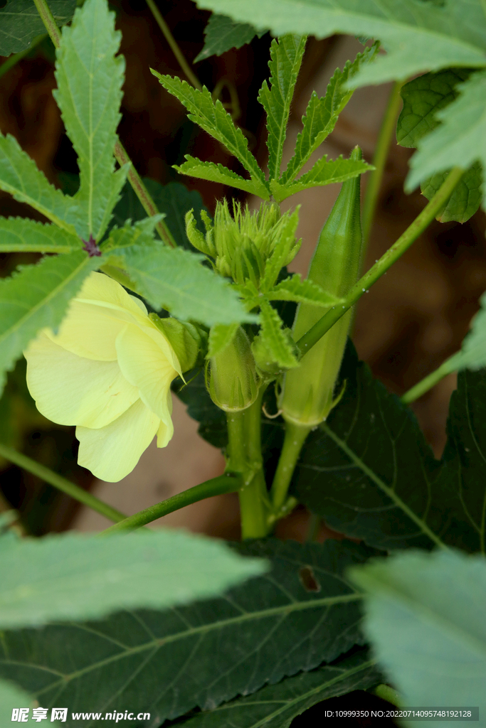 秋葵花
