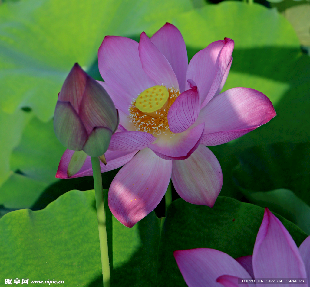 荷花
