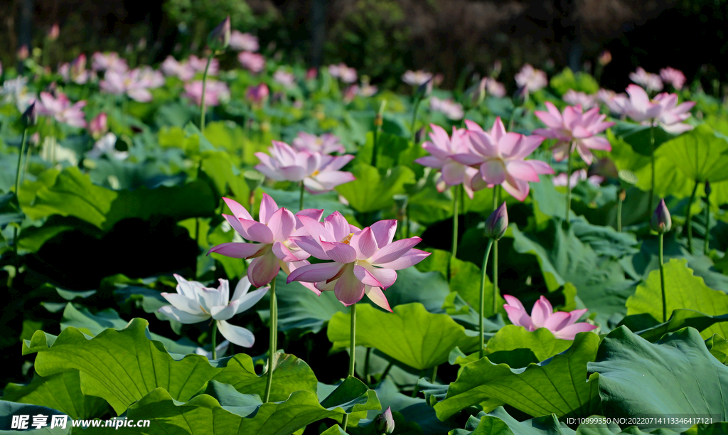 荷花
