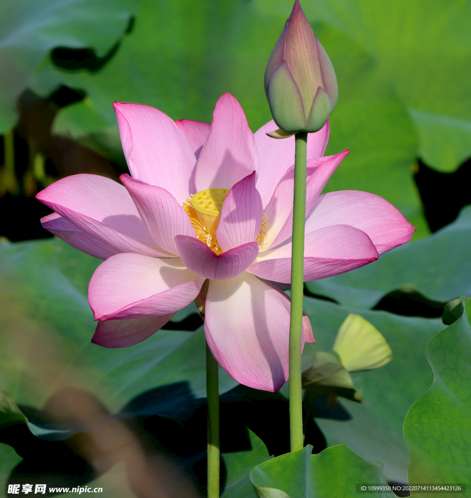 荷花