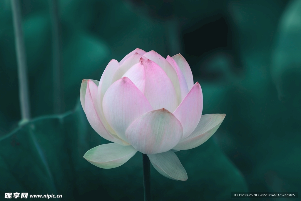 白荷花摄影