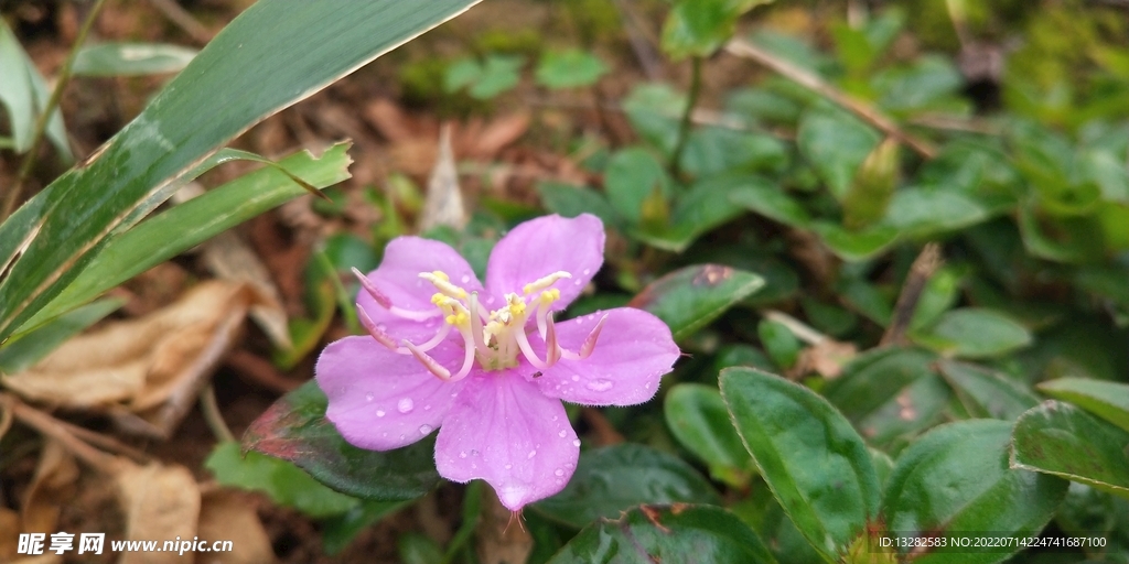 地棯花