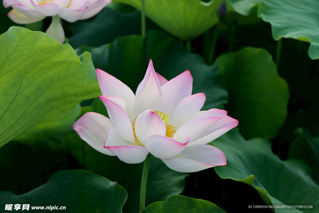 荷花