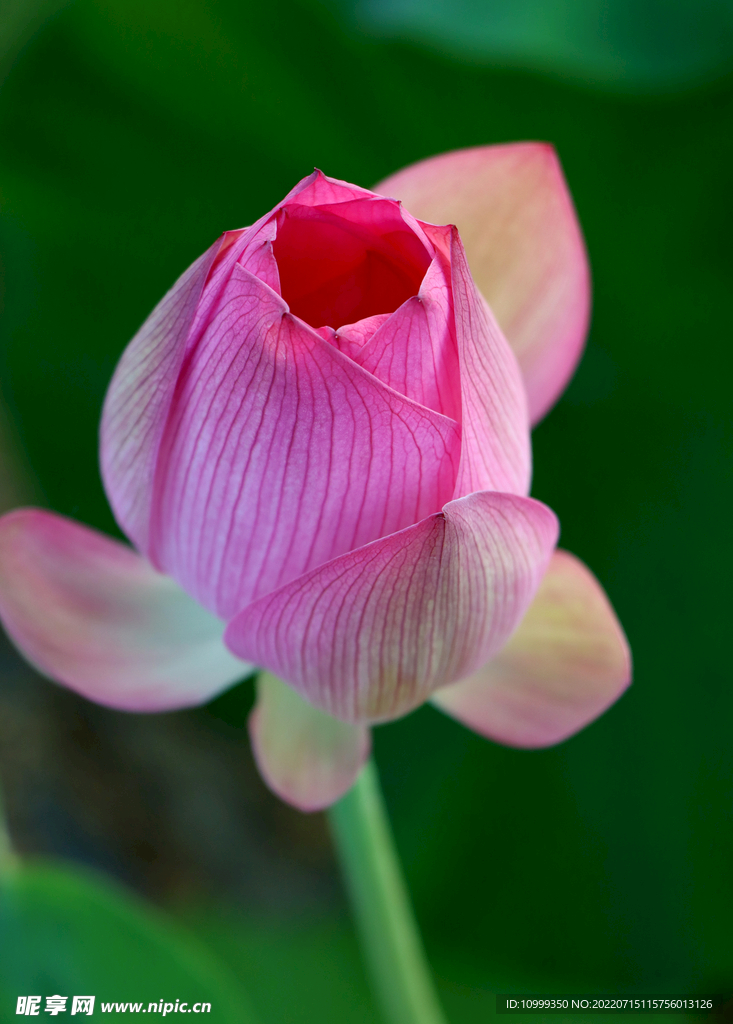 荷花花蕾