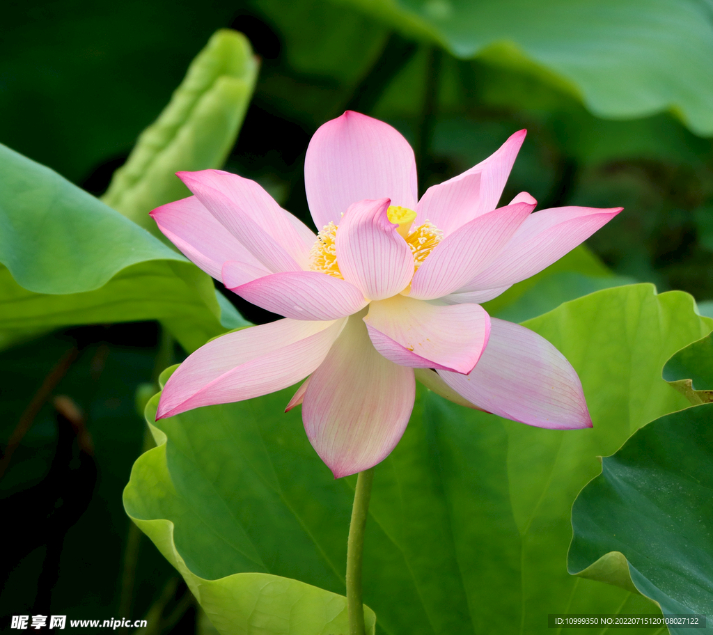 荷花盛开