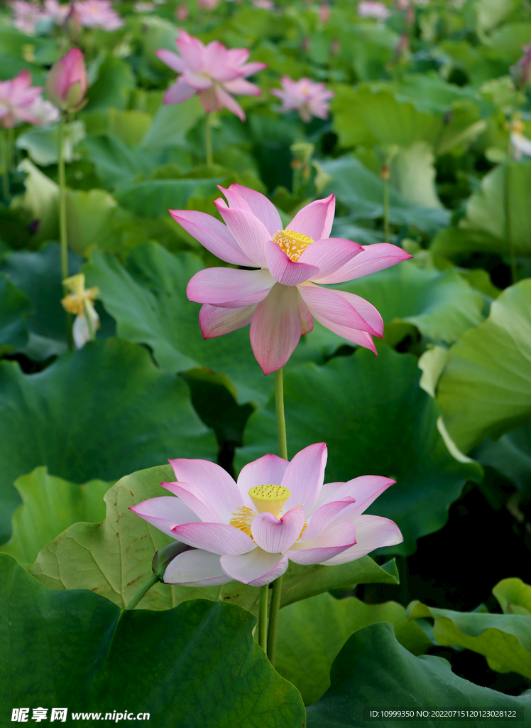 两朵粉色荷花