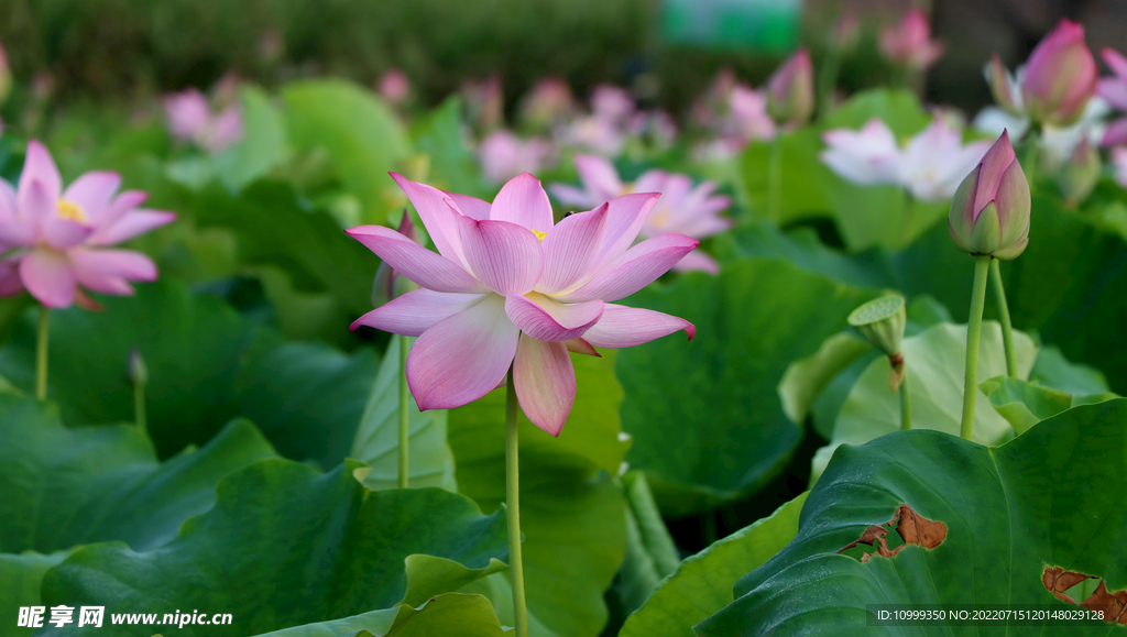 荷花