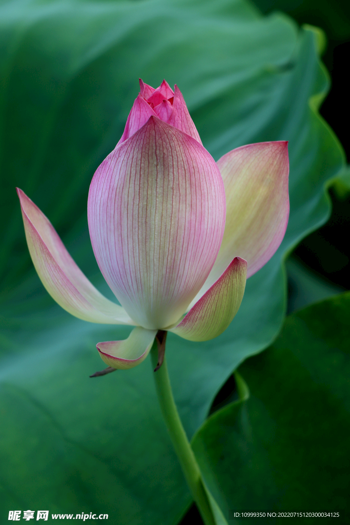 荷花花苞
