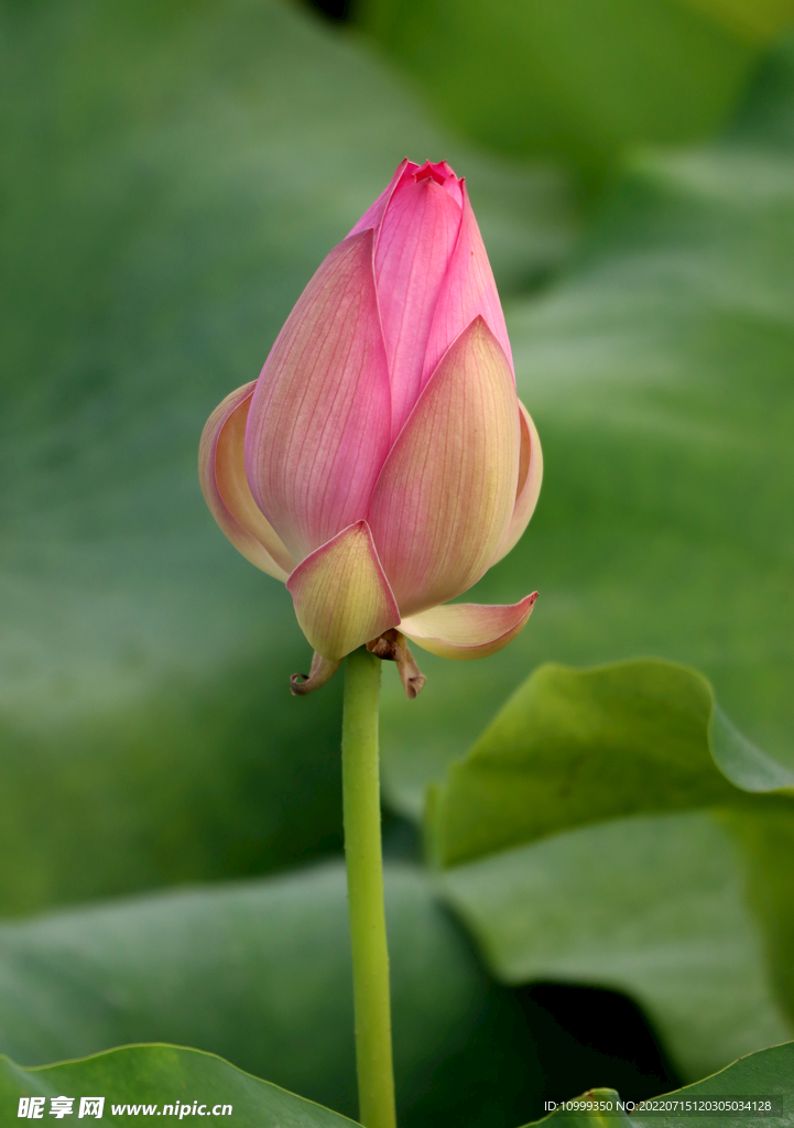 荷花花苞