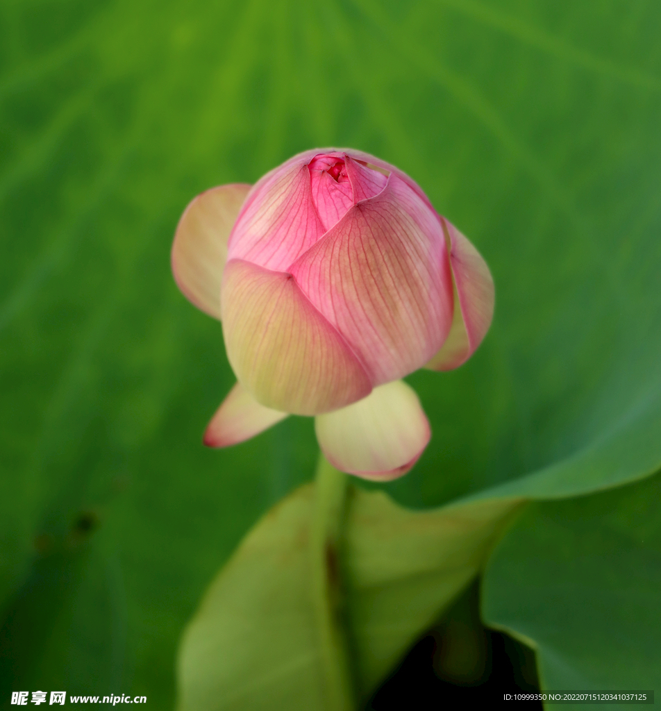 荷花花苞