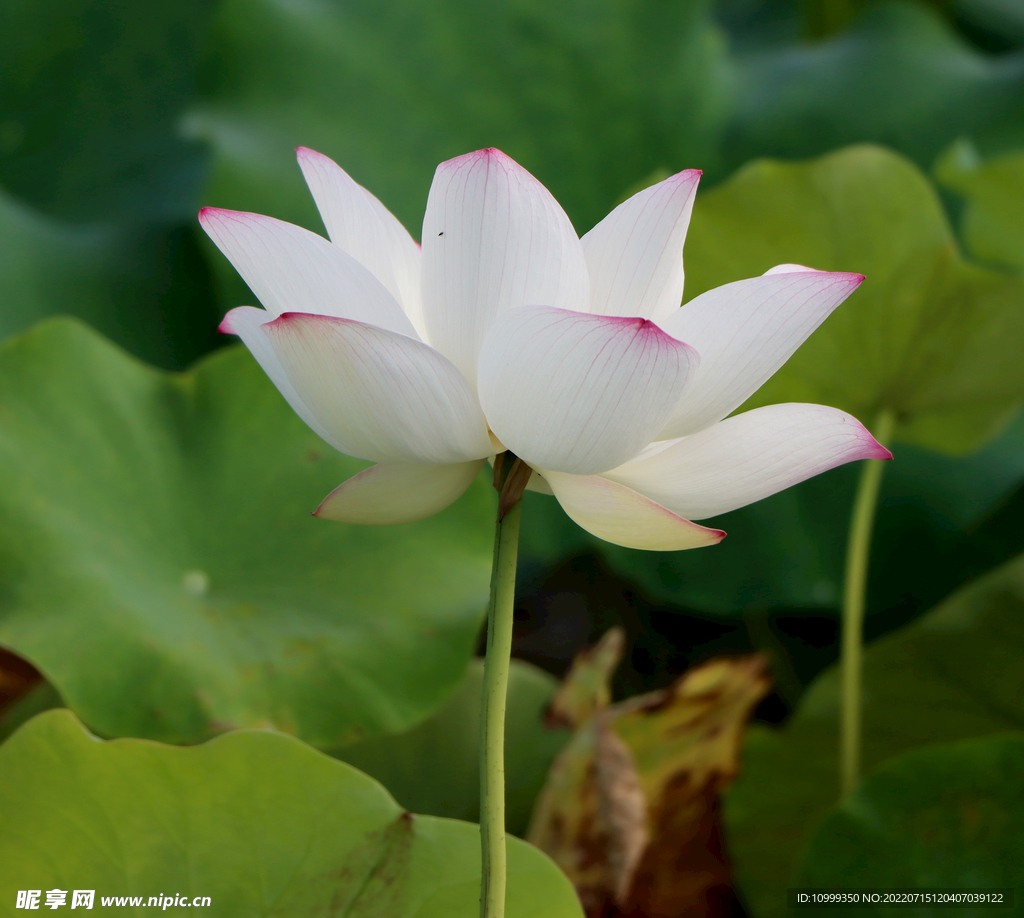 白莲花