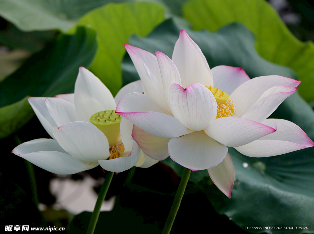 两朵白莲花