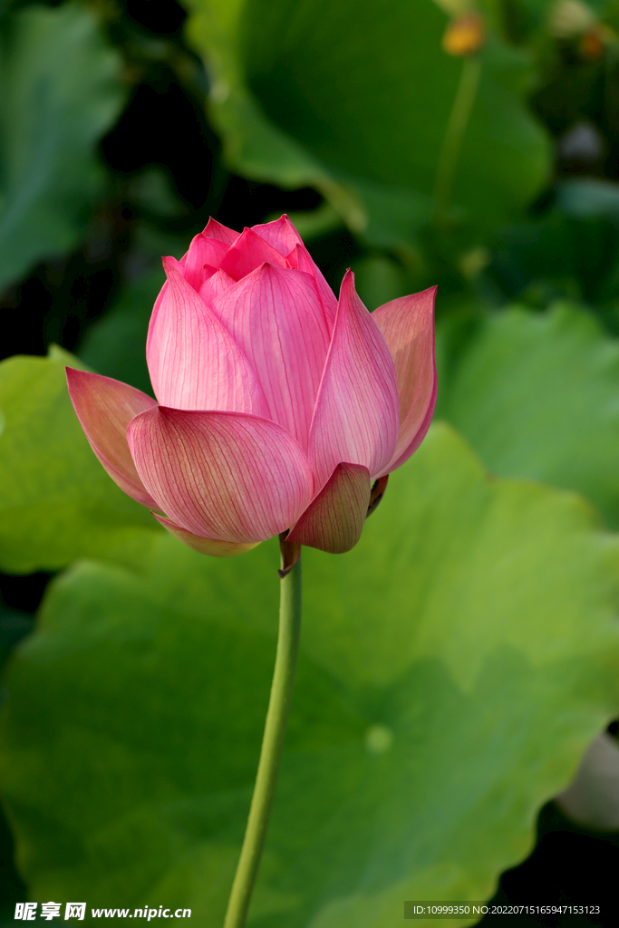 荷花花苞花蕾