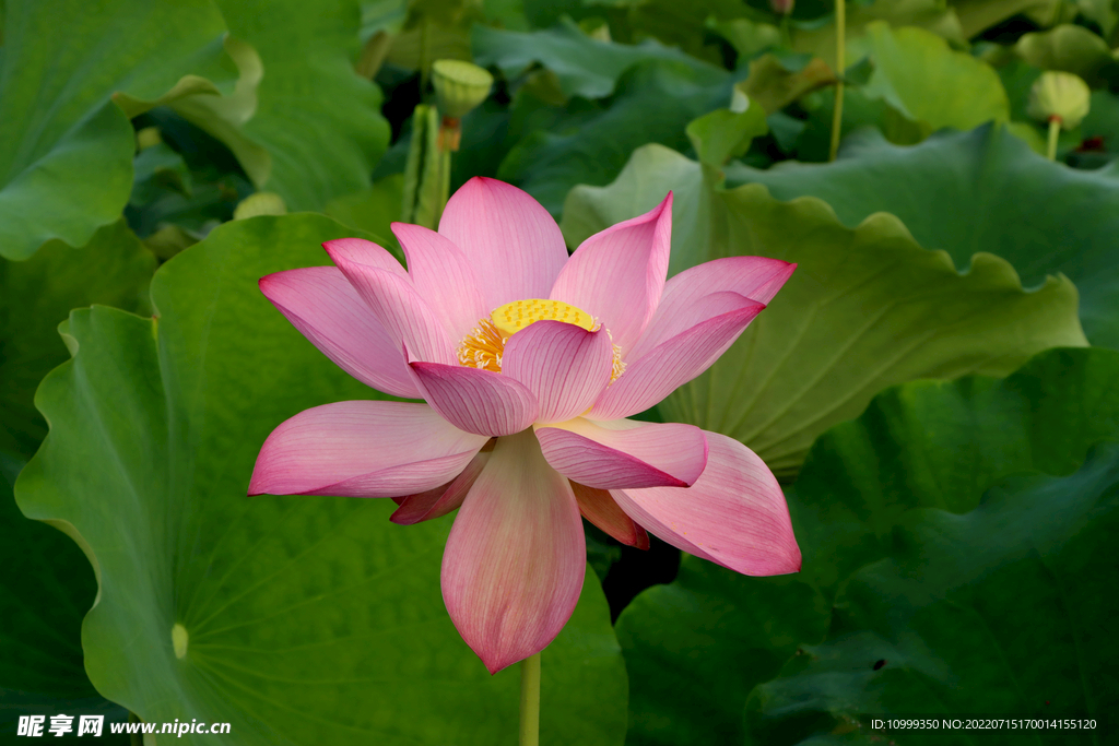 粉色荷花盛开