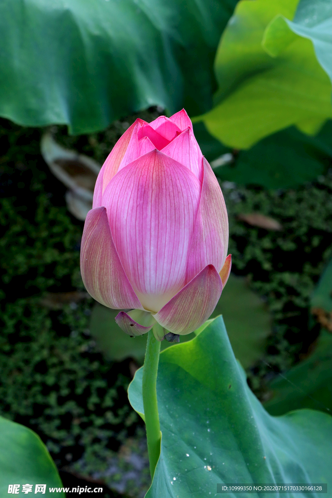 荷花花苞花蕾