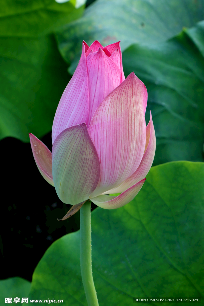 荷花花苞花蕾
