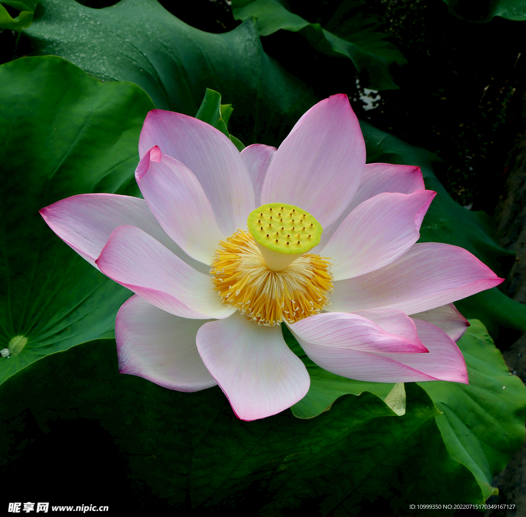 荷花