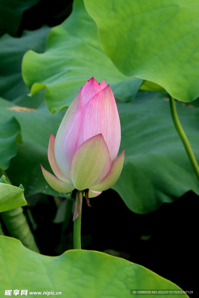 荷花花苞花蕾