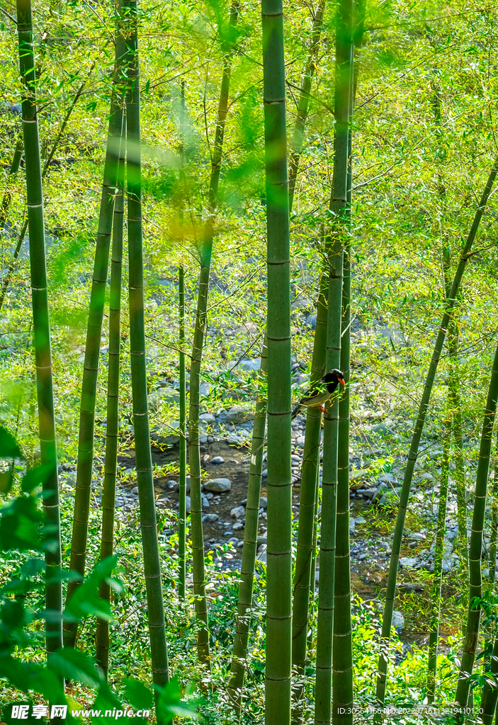 户外森林竹子自然