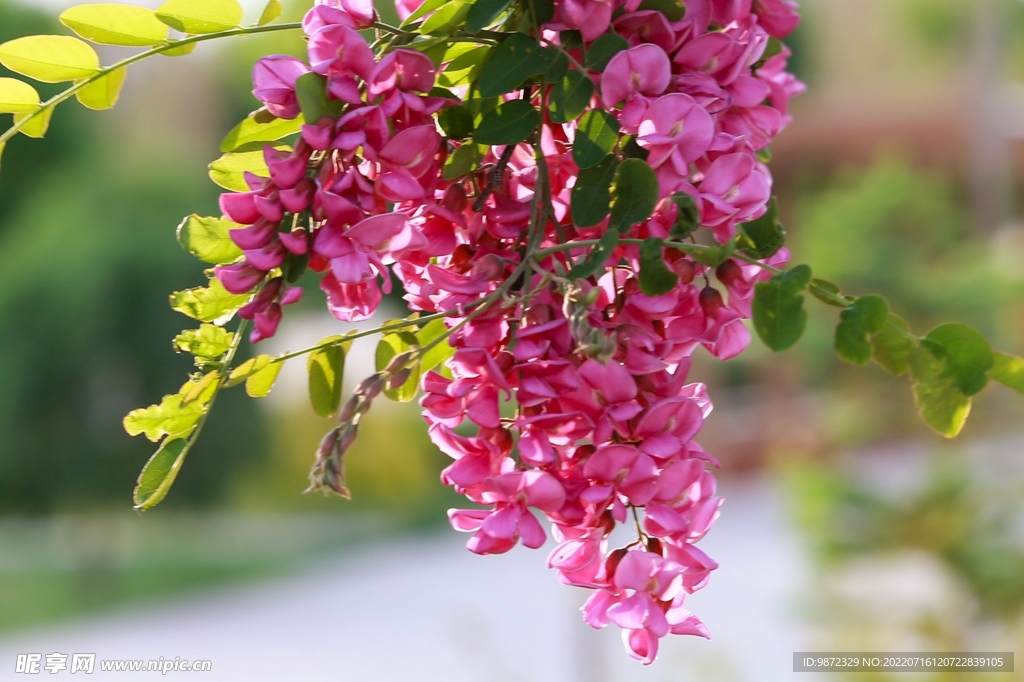 香花槐