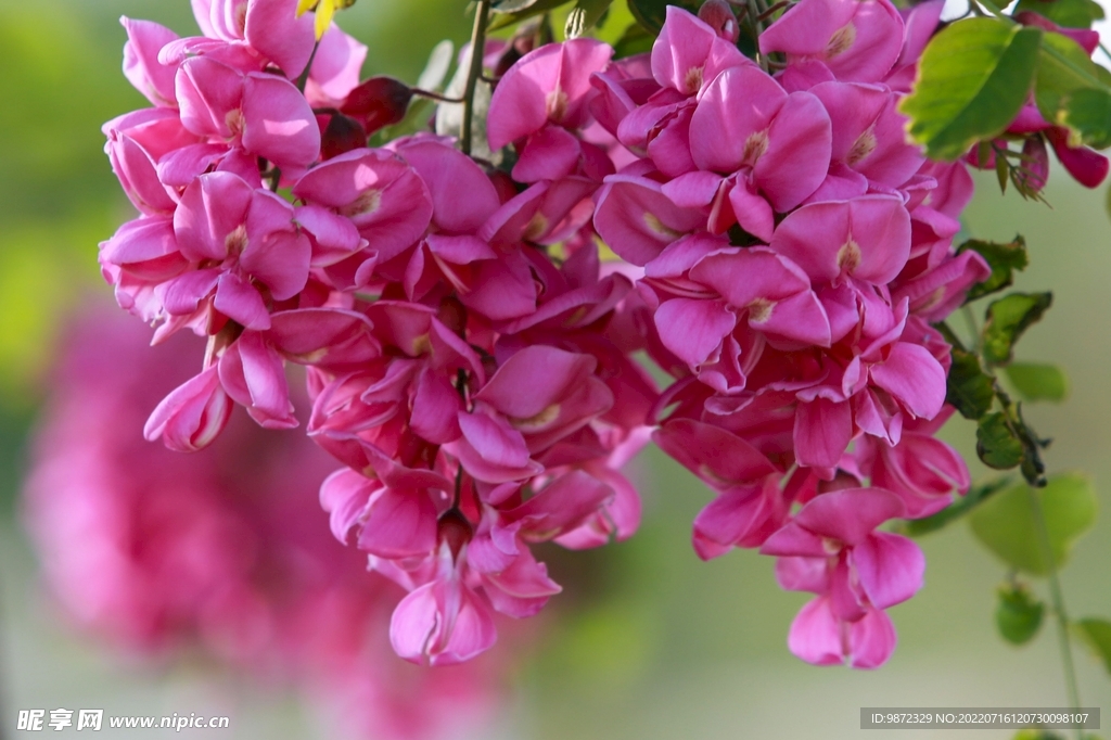 香花槐